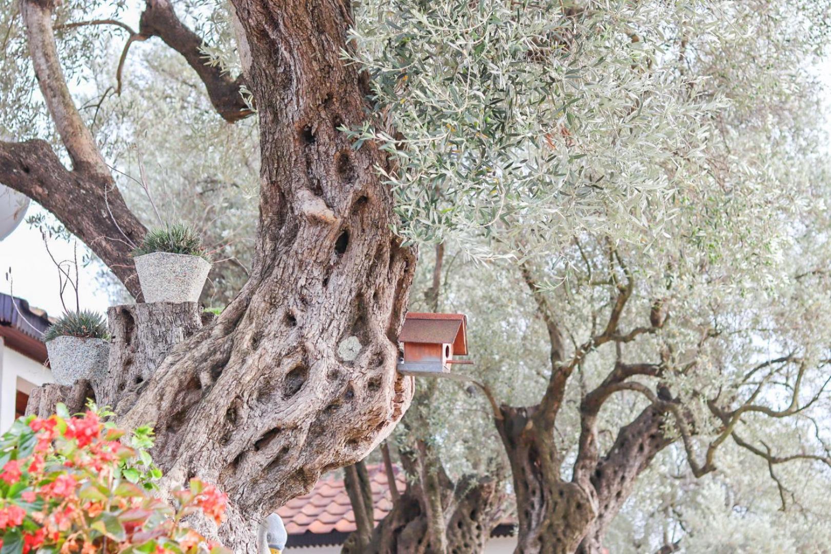 Hilja'S Oliven Garden Bungalows Ulcinj Kültér fotó