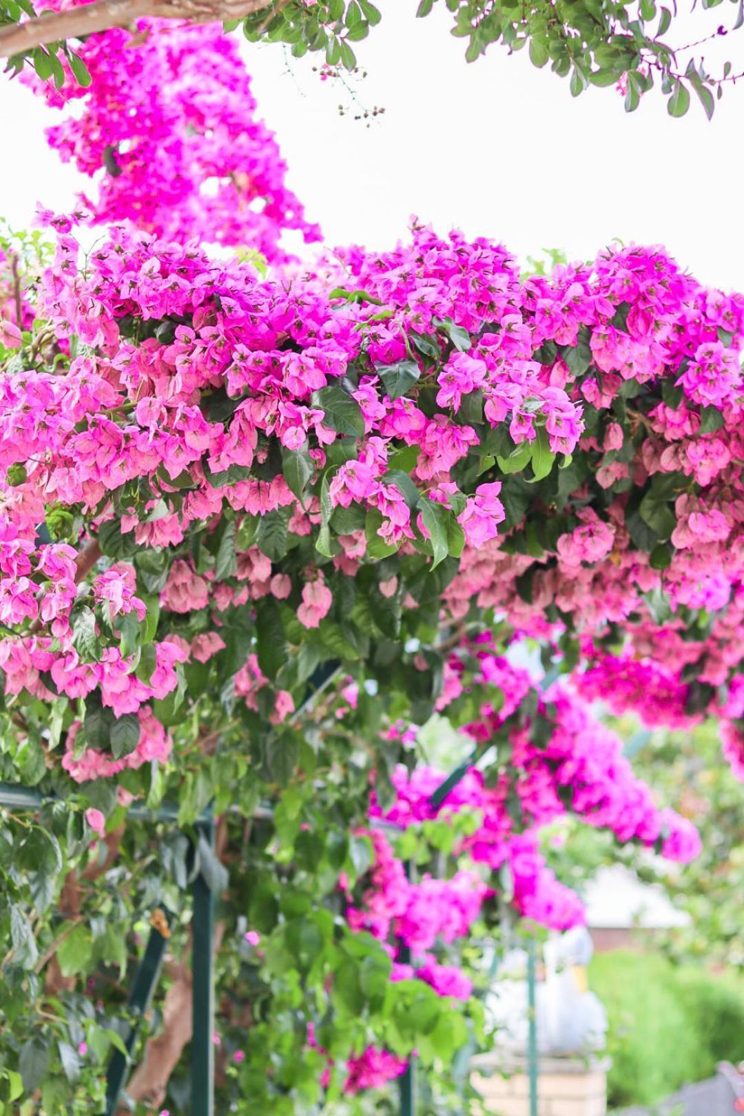 Hilja'S Oliven Garden Bungalows Ulcinj Kültér fotó