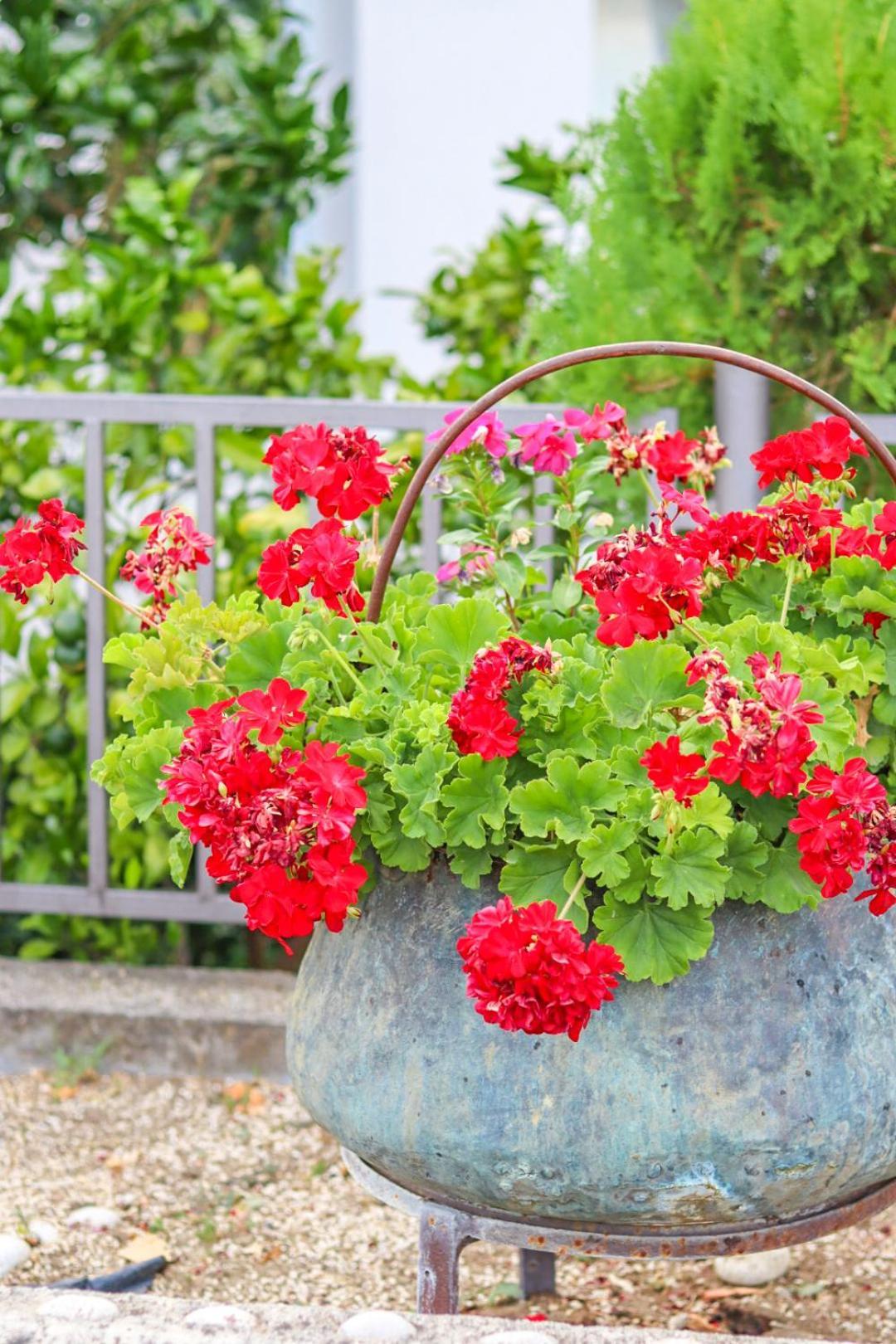 Hilja'S Oliven Garden Bungalows Ulcinj Kültér fotó