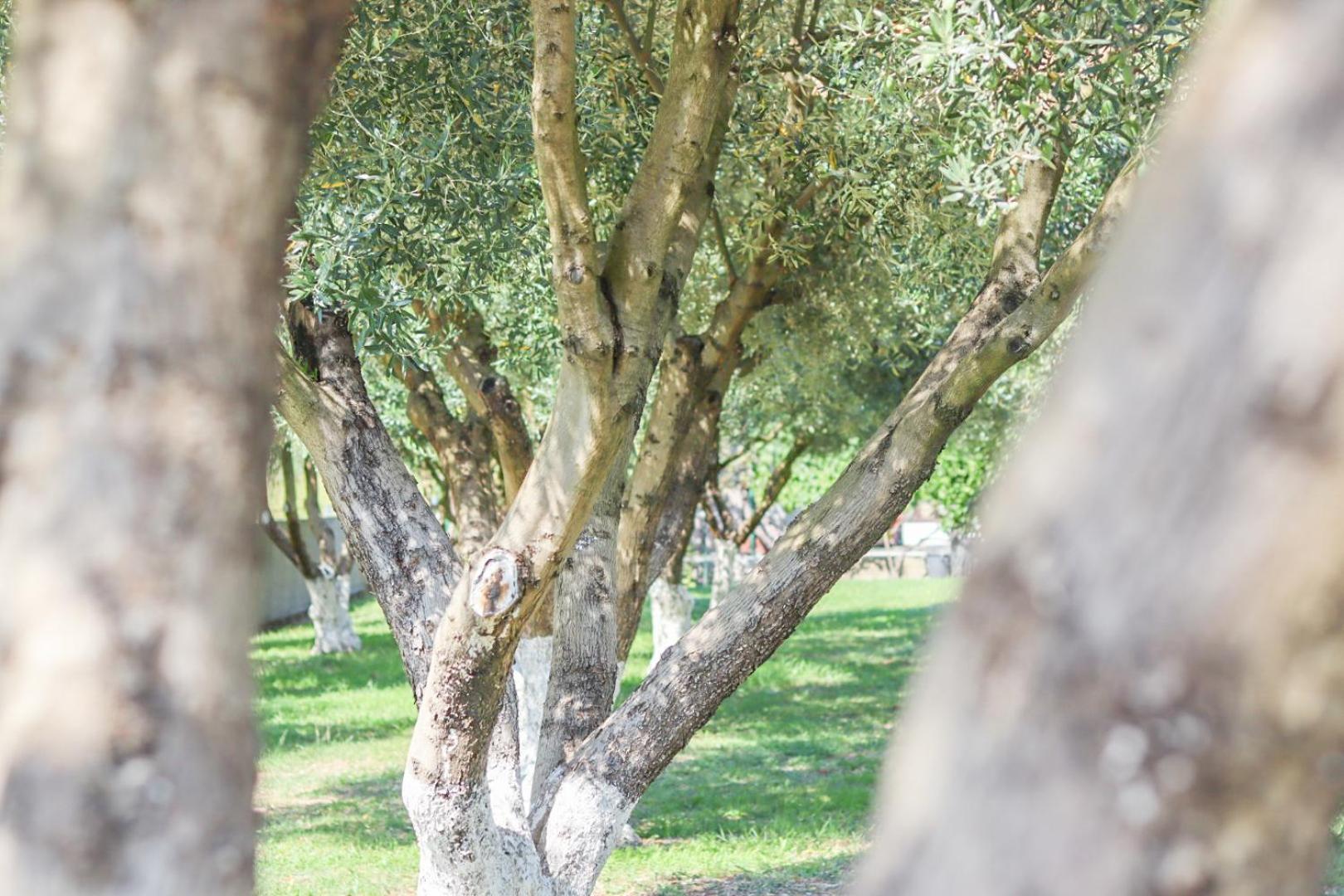 Hilja'S Oliven Garden Bungalows Ulcinj Kültér fotó